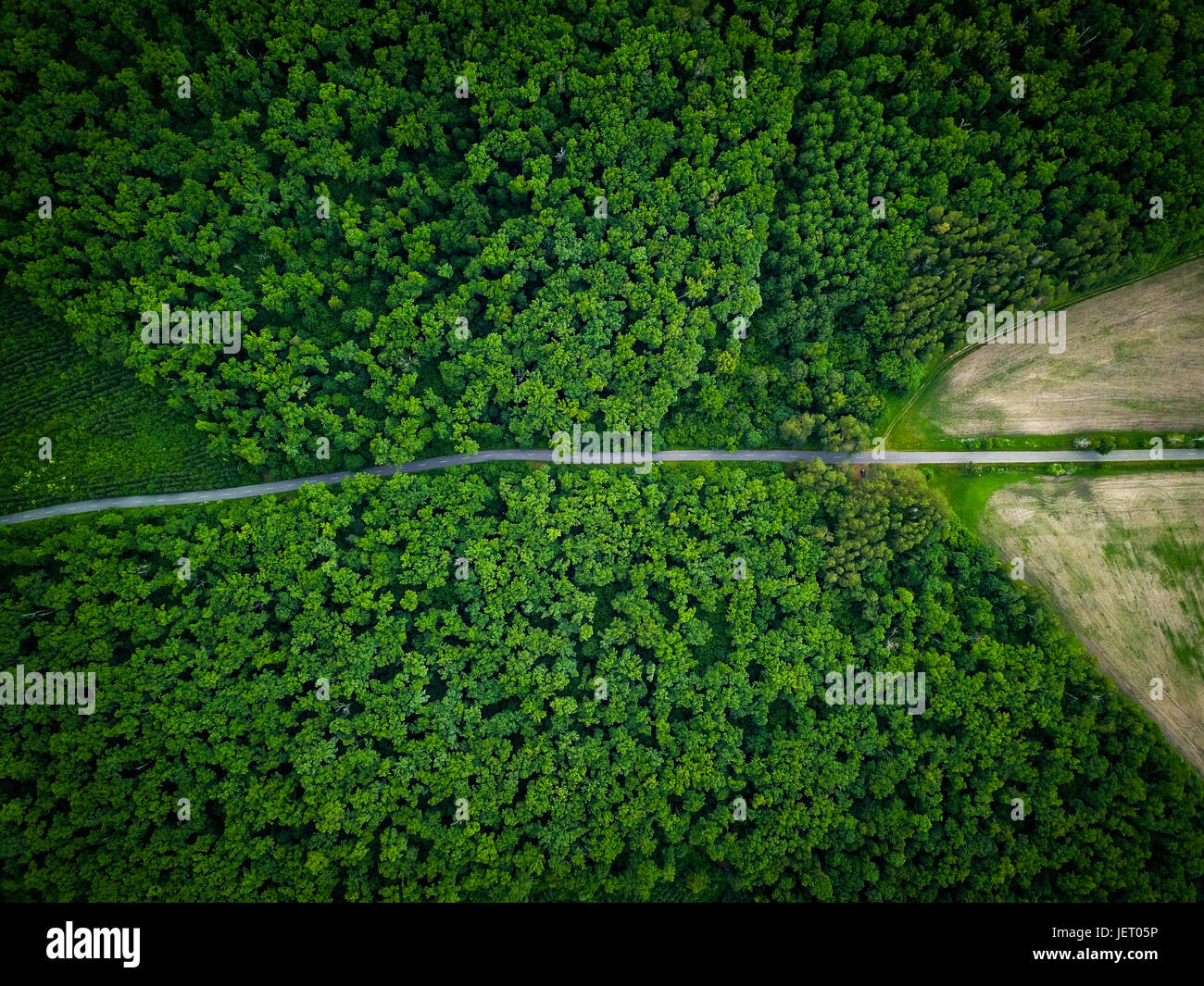 Route à travers la forêt, vue à partir de la hauteur - vue aérienne Banque D'Images