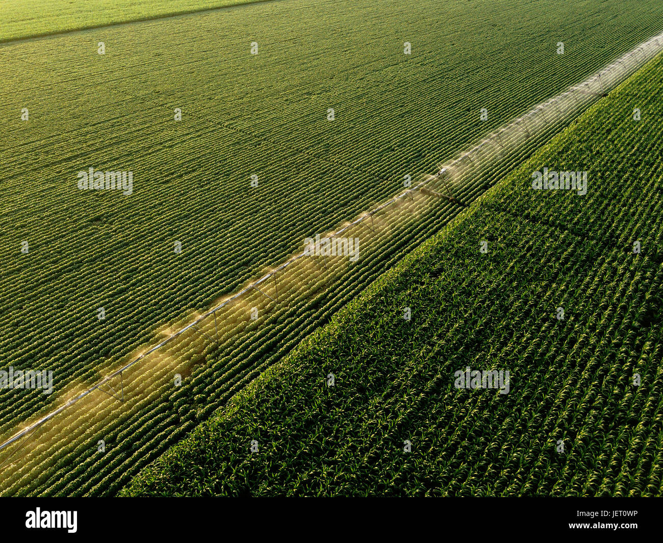 Vue aérienne de matériel d'irrigation l'arrosage des cultures de soja vert en après-midi d'été, sur le terrain du point de vue de drones pour l'angle inhabituel pour la loi sur l'agriculture Banque D'Images