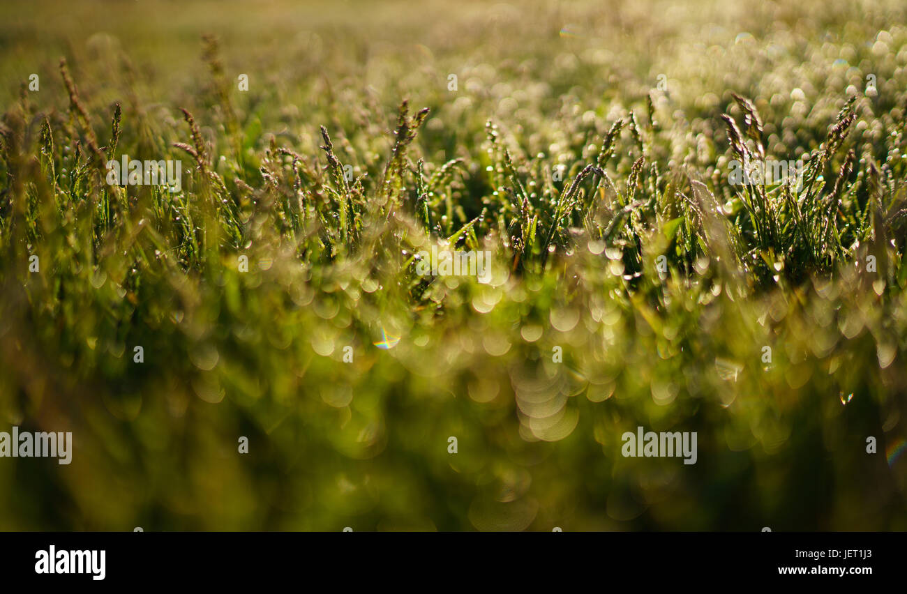 L'herbe verte et les gouttes de rosée du matin Banque D'Images