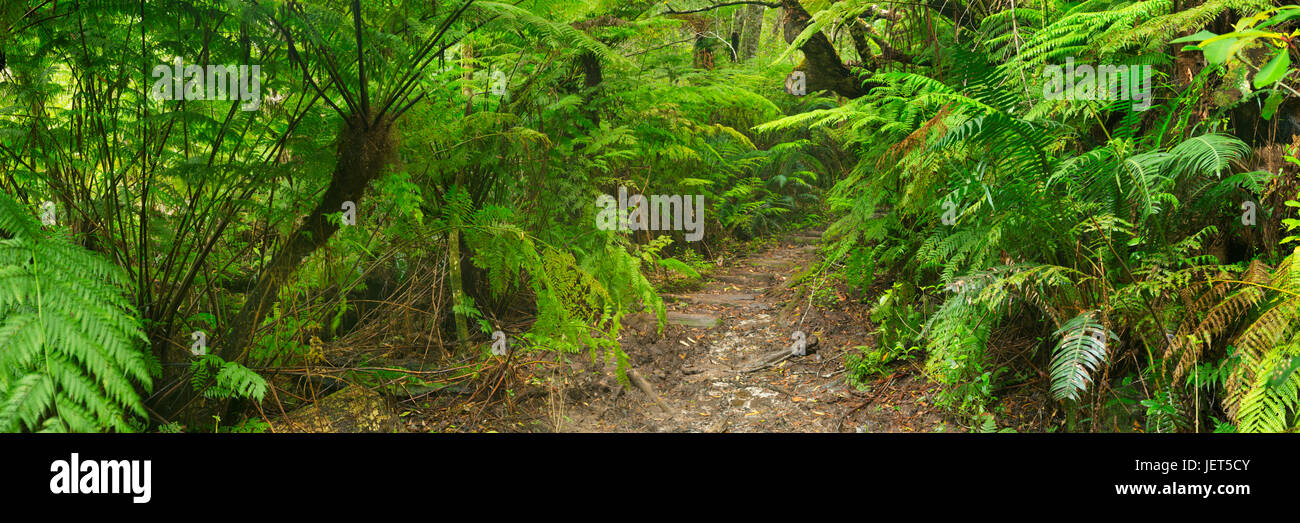 Un chemin à travers une forêt tropicale dans le Parc National de Garden Route en Afrique du Sud. Banque D'Images