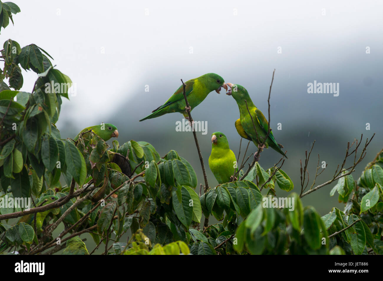 Les oiseaux de Panama Groupe de perruche à Menton Orange sur un arbre Banque D'Images