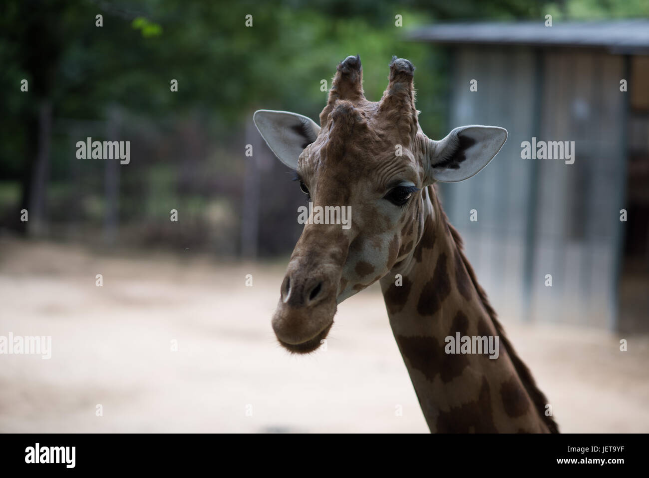 girafe Banque D'Images