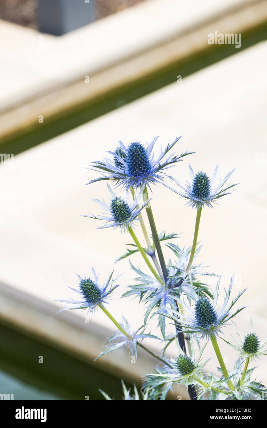 Eryngium. Holly mer fleurs plantes dans un petit jardin contemporain. RHS jardins de Harlow Carr. Harrogate, Royaume-Uni Banque D'Images