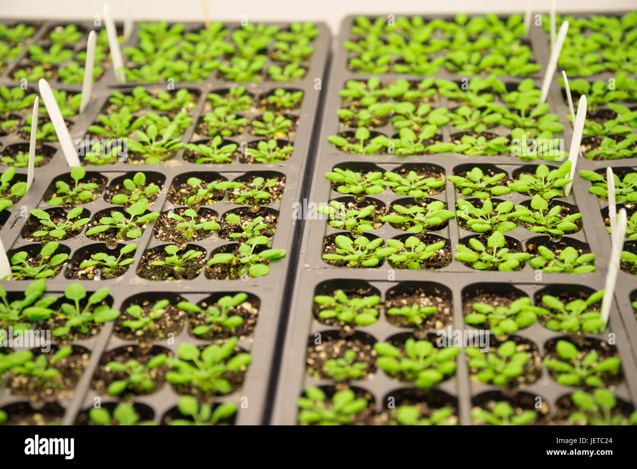 Plantes modèles dans le laboratoire Banque D'Images