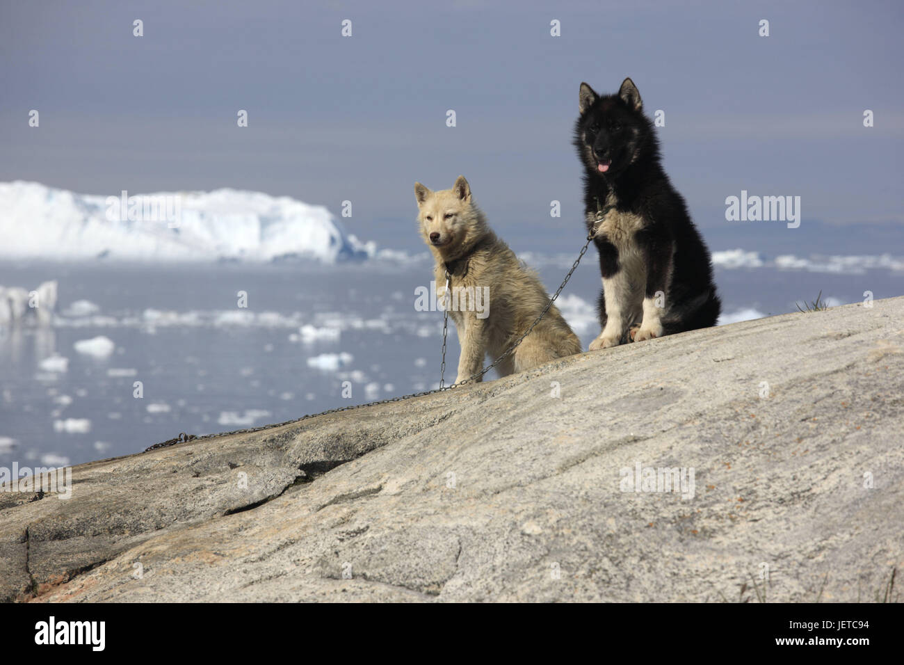 Le Groenland, soirée disco, la baie d'Ilulissat, fjord, icebergs, rochers, traîneau à chiens, deux, enchaînés, l'ouest du Groenland, E), glacier, l'Arctique, la solitude, déserte, glaces en dérive, glaces, glaces à Ilulissat fjord, UNESCO world heritage, glaces fjord, brusquement, d'animaux, animaux, chiens, prestations Banque D'Images