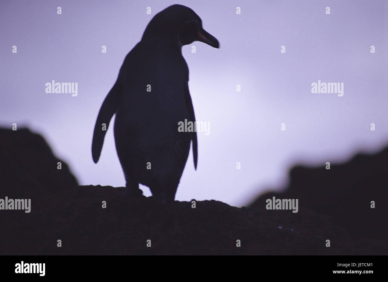 Les îles Galapagos, Darwin, l'île silhouette, Galapagos penguin Spheniscus mendiculus,, le Pacifique, l'archipel des Galapagos, l'Équateur, du groupe de l'île, island, animal, oiseau, voler-incapable, de verre, de pingouins, de façon endémique Banque D'Images