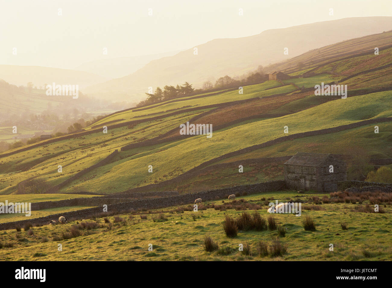 La Grande-Bretagne, l'Angleterre, dans le Yorkshire Dales, Swaledale, champ paysages, murs de défense, le brouillard, la lumière du matin, l'Europe, la destination, le lieu d'intérêts, paysages, typiquement pour des pays, en général, l'agriculture, des champs, des murs de défense limitation, de pierre mur de défense, les marges, les aciéries, déserté, parcelles, moutons, rétro-éclairage, lumière du soir, l'atmosphère, Banque D'Images
