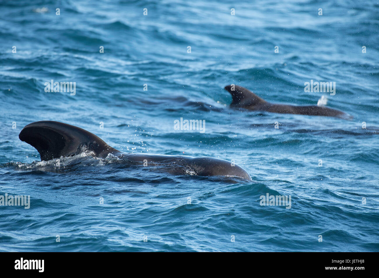 Deux les globicéphales tropicaux, Globicephala macrorhynchus, surfaçage, montrant dorsale, île de Madère, Océan Atlantique Nord Banque D'Images