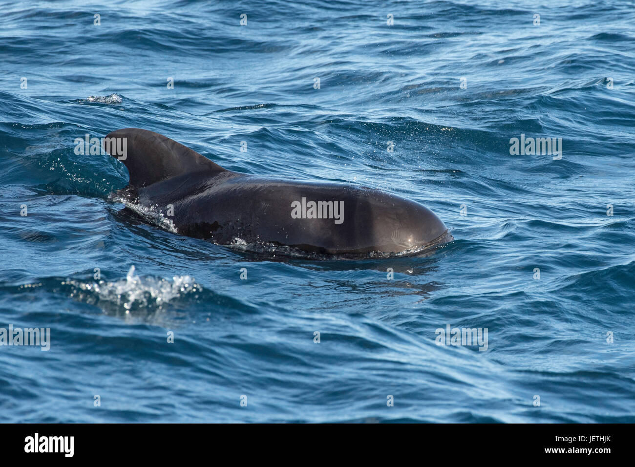 Bref, globicéphale Globicephala macrorhynchus, surfaçage, montrant dorsale, île de Madère, Océan Atlantique Nord Banque D'Images