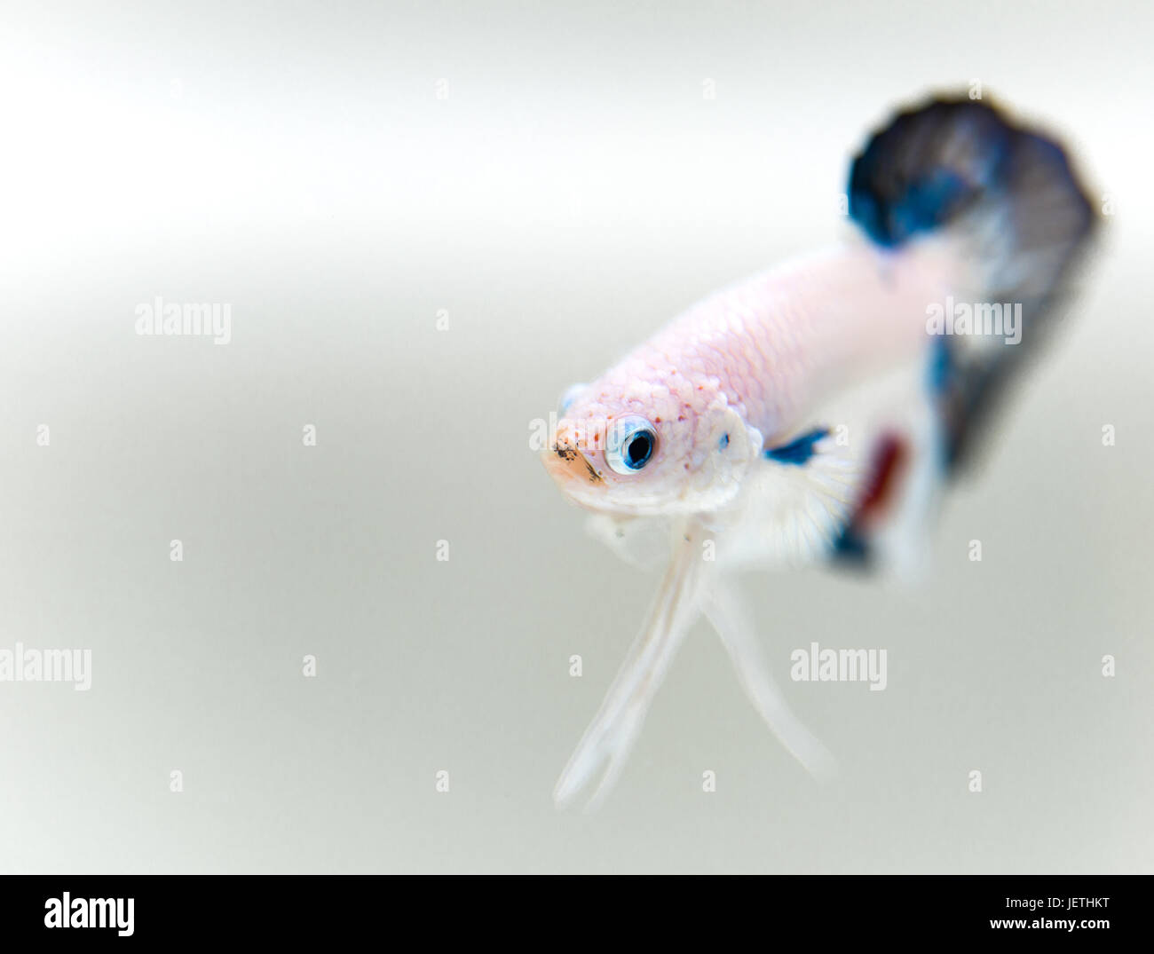 Le torchage des Betta Splendens mâle Dragon Banque D'Images