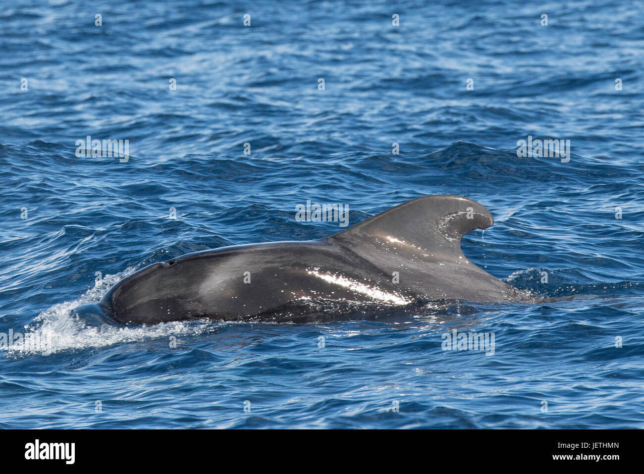 Bref, globicéphale Globicephala macrorhynchus, surfaçage, montrant dorsale, île de Madère, Océan Atlantique Nord Banque D'Images