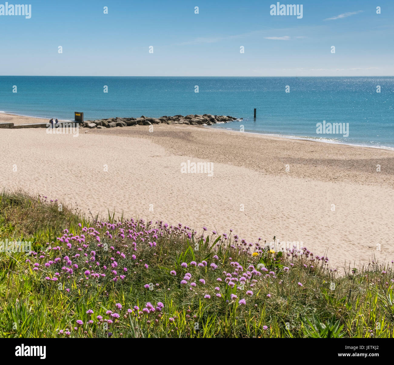 Sea Thrift ou la mer de Rose (Armeria maritima) croissant sur les falaises près de Hengistbury Head beach, Dorset, UK. Banque D'Images