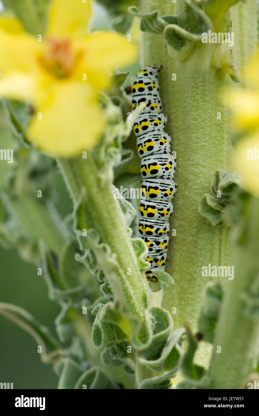 Mullein moth, Cucullia verbasci, Caterpillar se nourrit de grands jardins d'ornement jaune molène, Verbascum sp., Berkshire, juin Banque D'Images