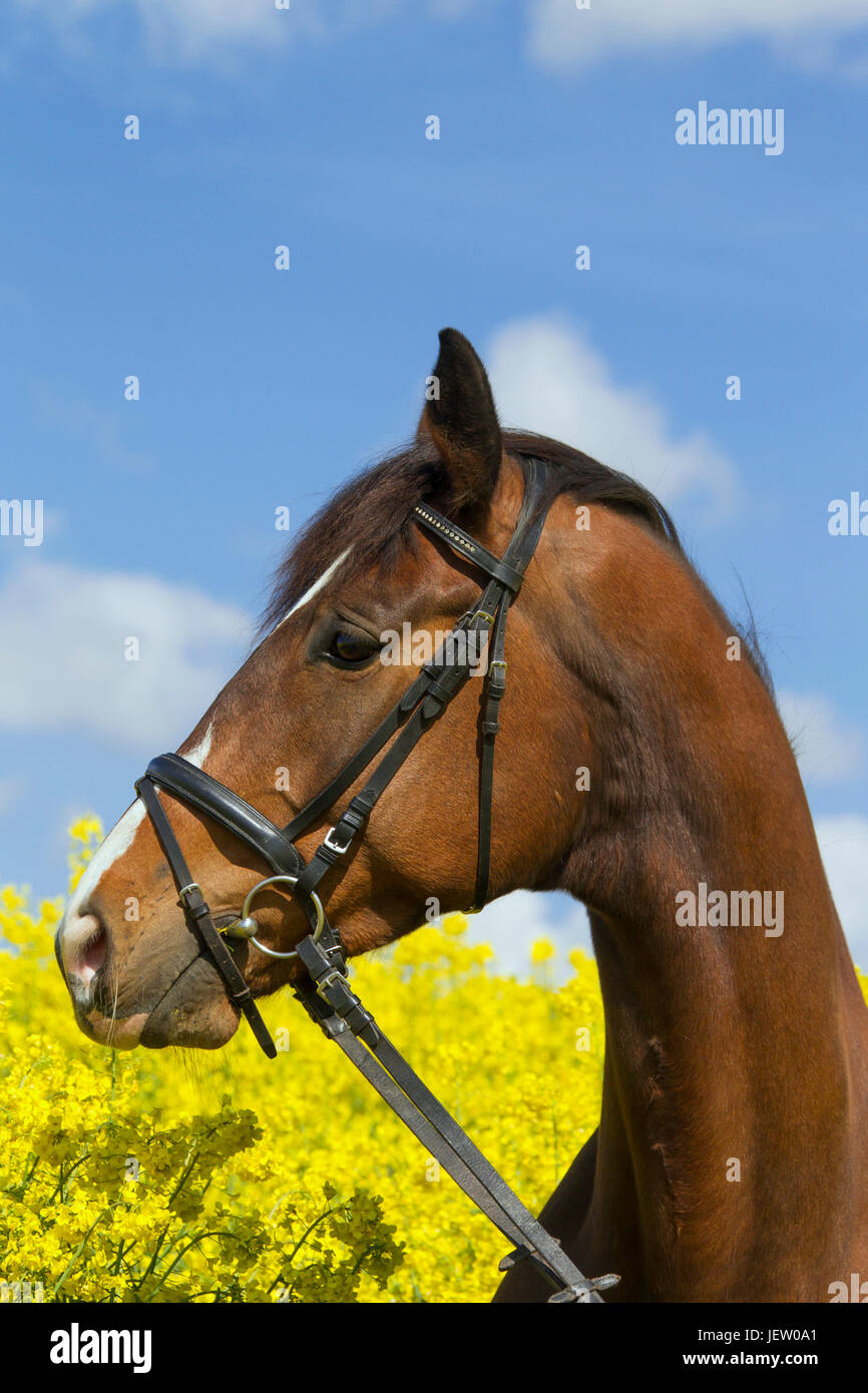 Cheval Trakehner couleur baie de Prusse-orientale, race de cheval warmblood en champ, Allemagne Banque D'Images