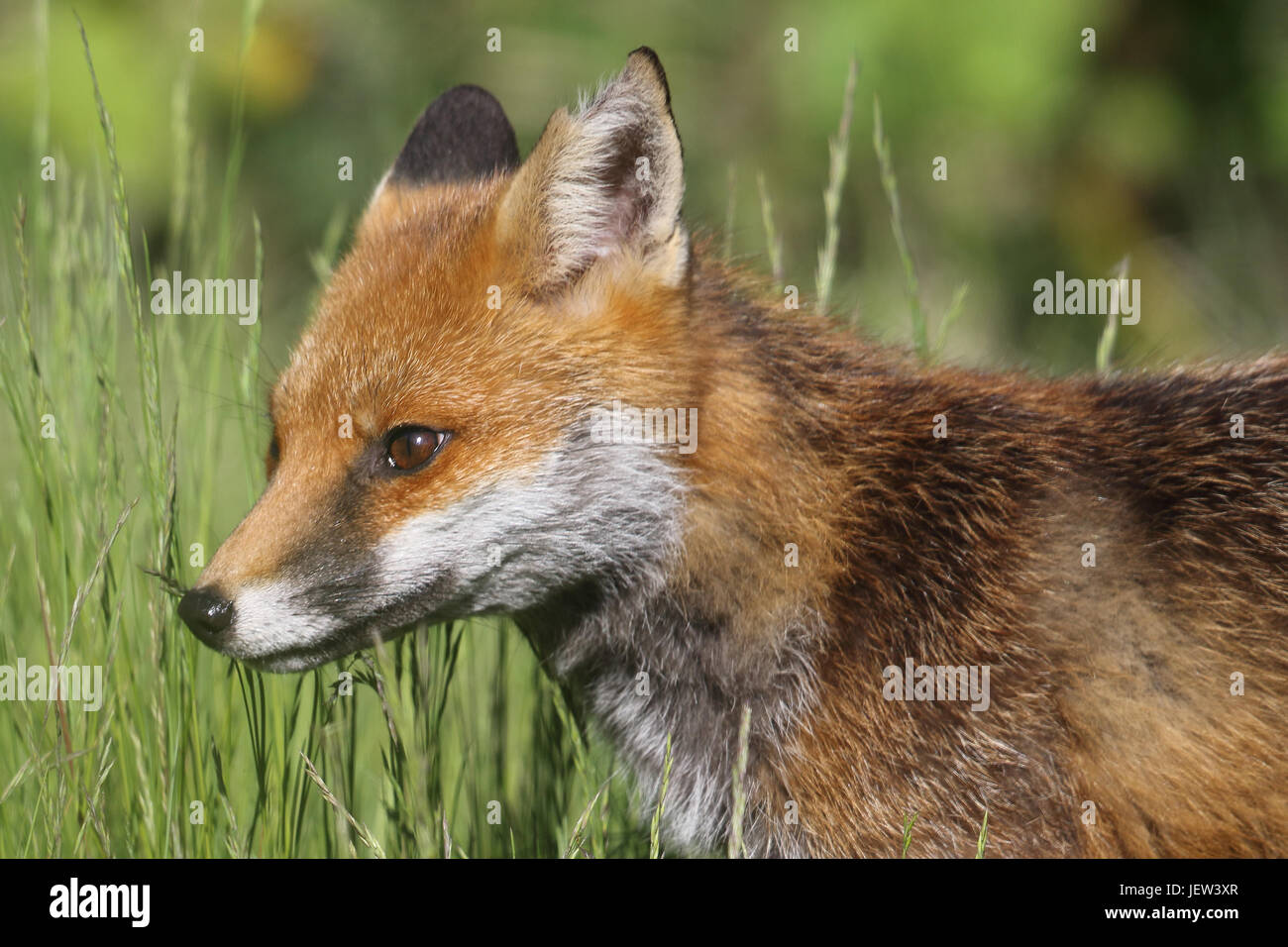 Renard rouge (Vulpes vulpes) dans la grande herbe verte. Arbroath, Angus, Écosse. Banque D'Images