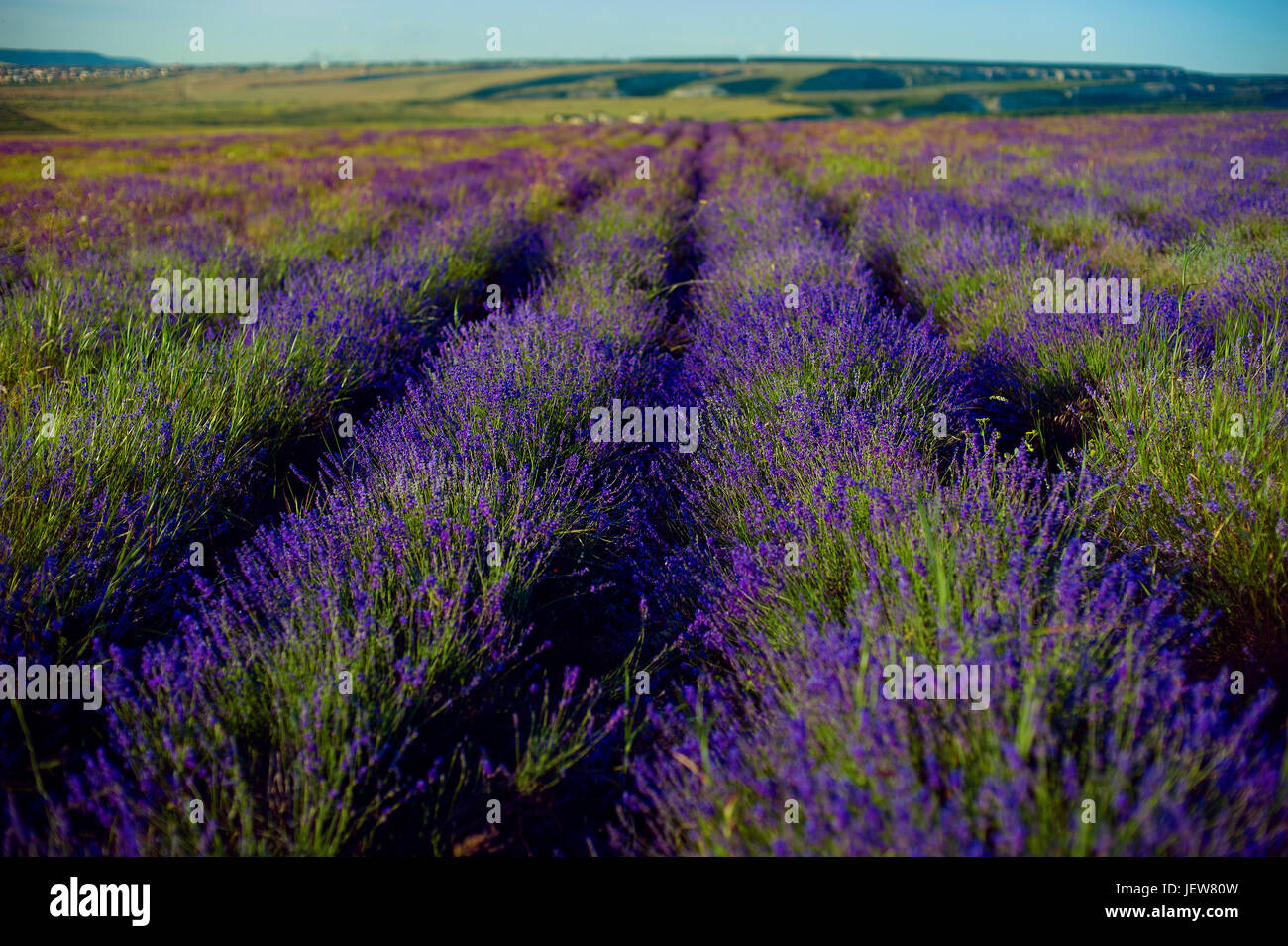 Fleurs de Lavande - Coucher de soleil sur un champ de lavande pourpre de l'été . Bouquet de fleurs parfumées dans le champs de lavande Banque D'Images