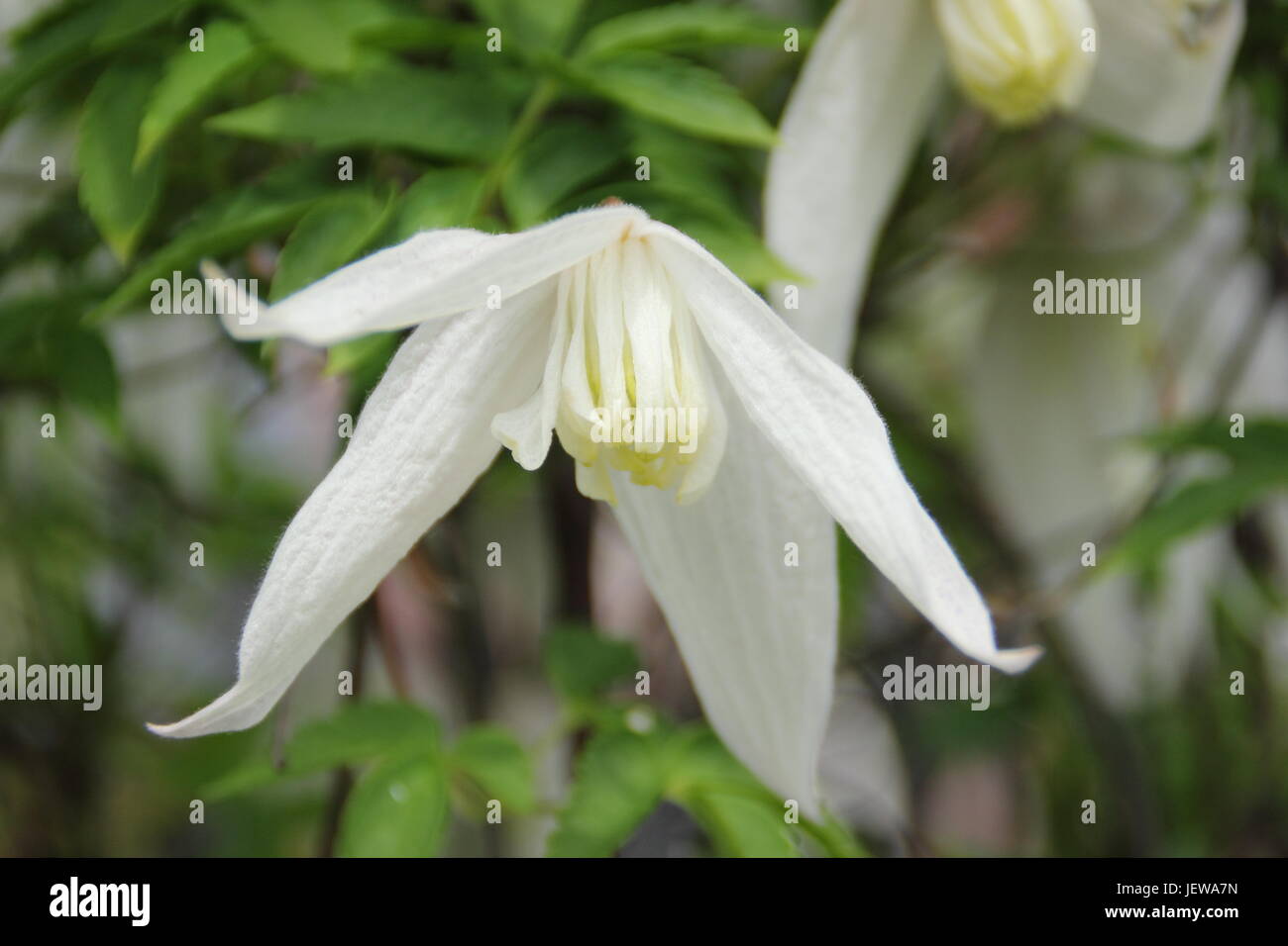 Clematis 'Koreana Broughton Bride' floraison précoce d'un grimpeur, fleurir dans un jardin anglais au printemps (avril) Banque D'Images