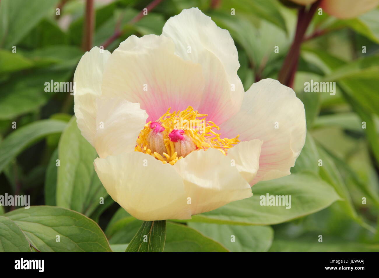 Paeonia Mlokosewitschii, (souvent appelé 'Molly' la sorcière du Mlokosewitch ou pivoine pivoine), la floraison au printemps (avril) dans un jardin anglais, UK Banque D'Images