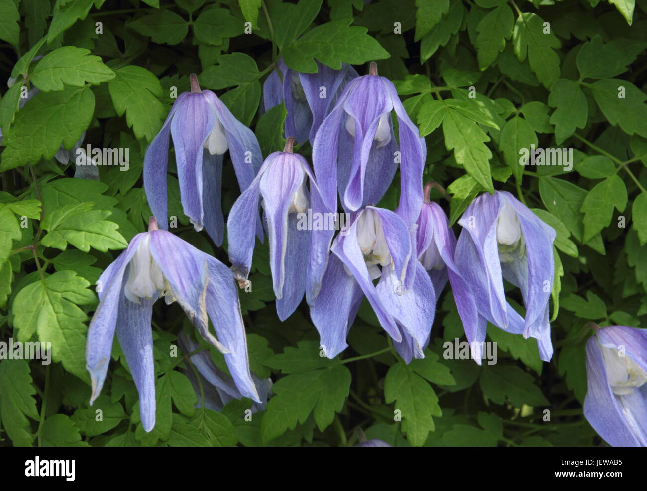 Clematis alpina 'Frances Rivis',une escalade de printemps clématite, en pleine floraison dans un jardin anglais - Avril, UK Banque D'Images