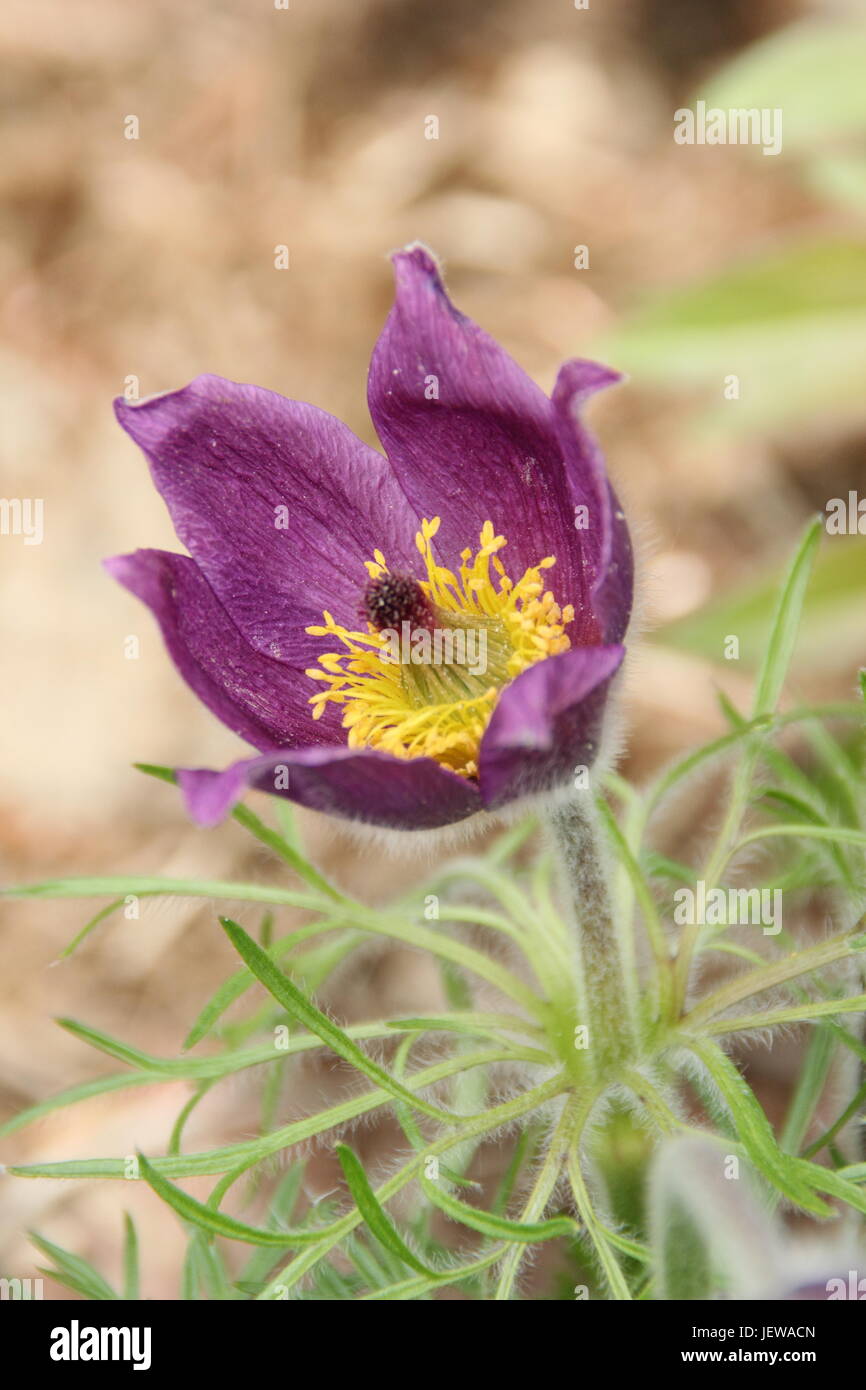 Anémone pulsatille (pulsatilla Vulgaris) forme pourpre en pleine floraison dans un jardin anglais au printemps (fin avril), Royaume-Uni Banque D'Images