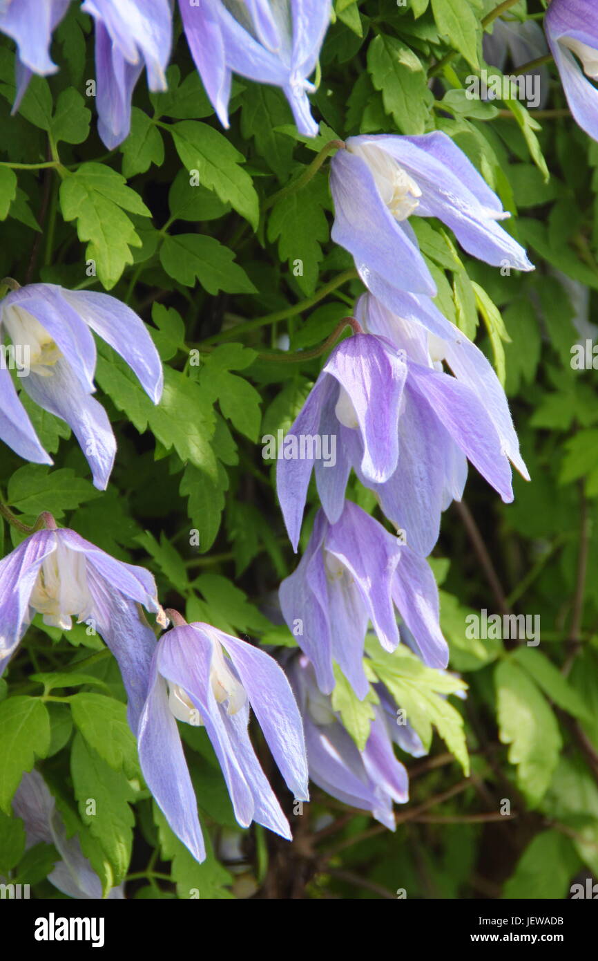 Clematis alpina 'Frances Rivis',une escalade de printemps clématite, en pleine floraison dans un jardin anglais - Avril, UK Banque D'Images