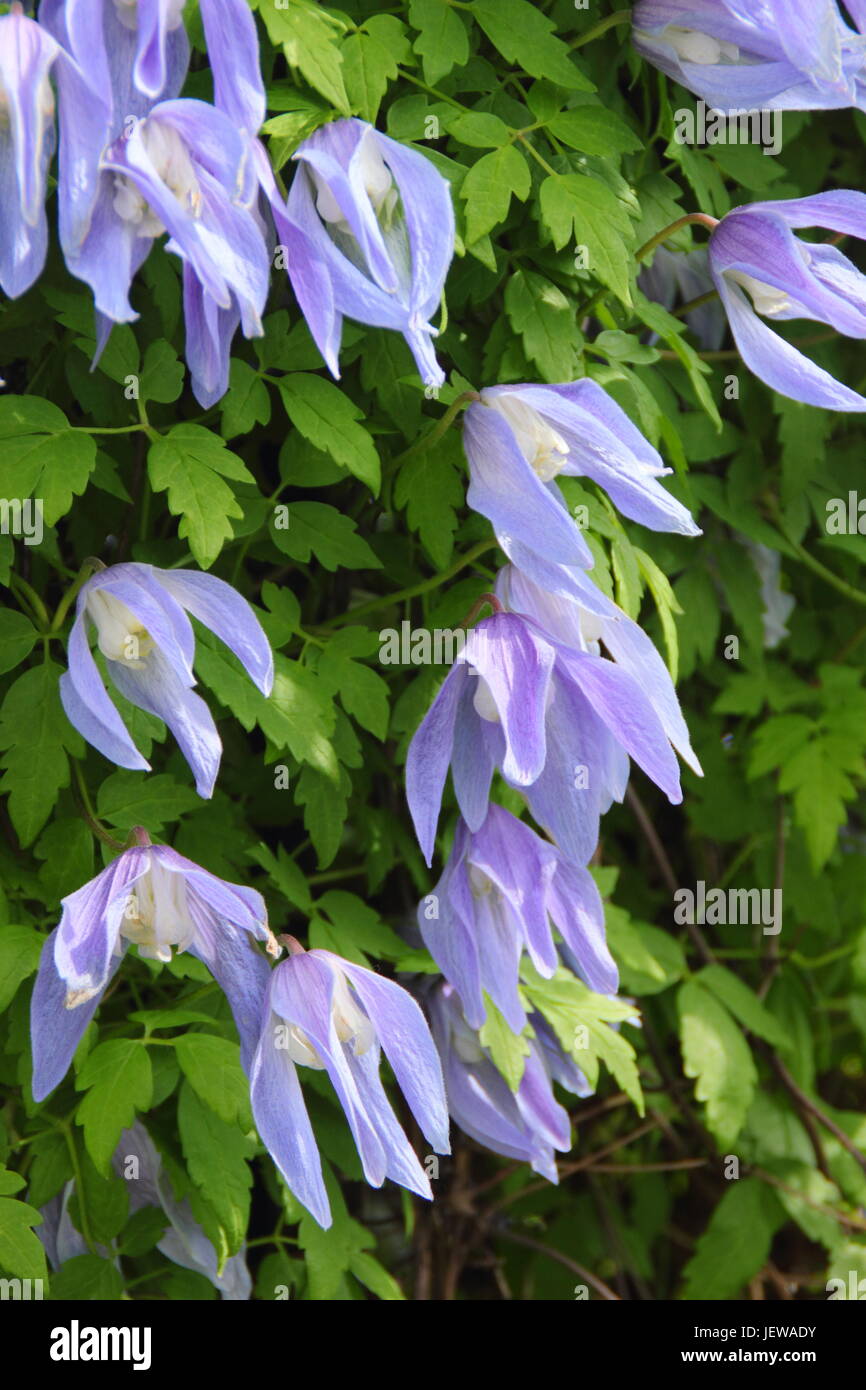Clematis alpina 'Frances Rivis',une escalade de printemps clématite, en pleine floraison dans un jardin anglais - Avril, UK Banque D'Images