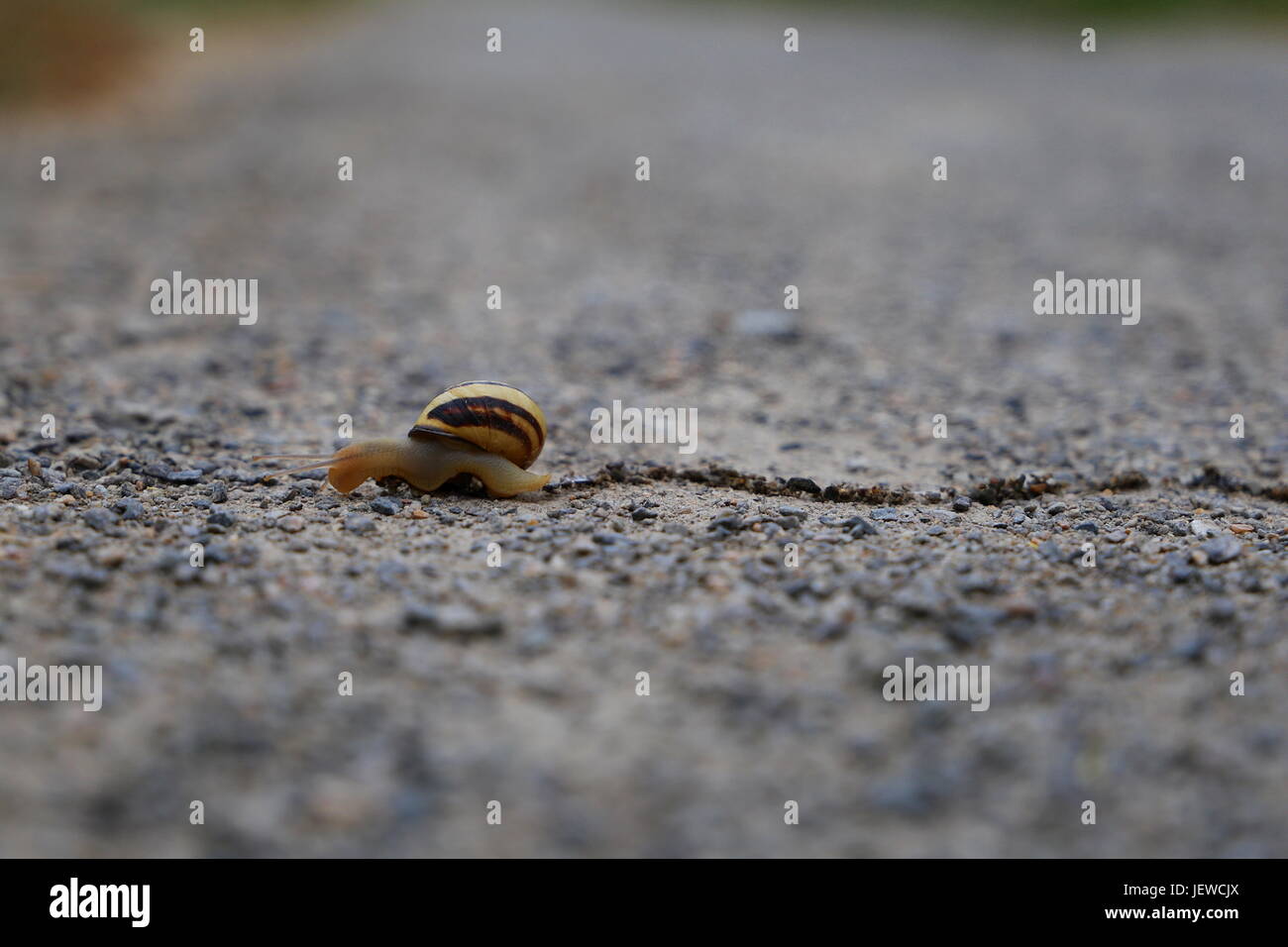 Dans une coquille d'escargot traversant la voie Banque D'Images