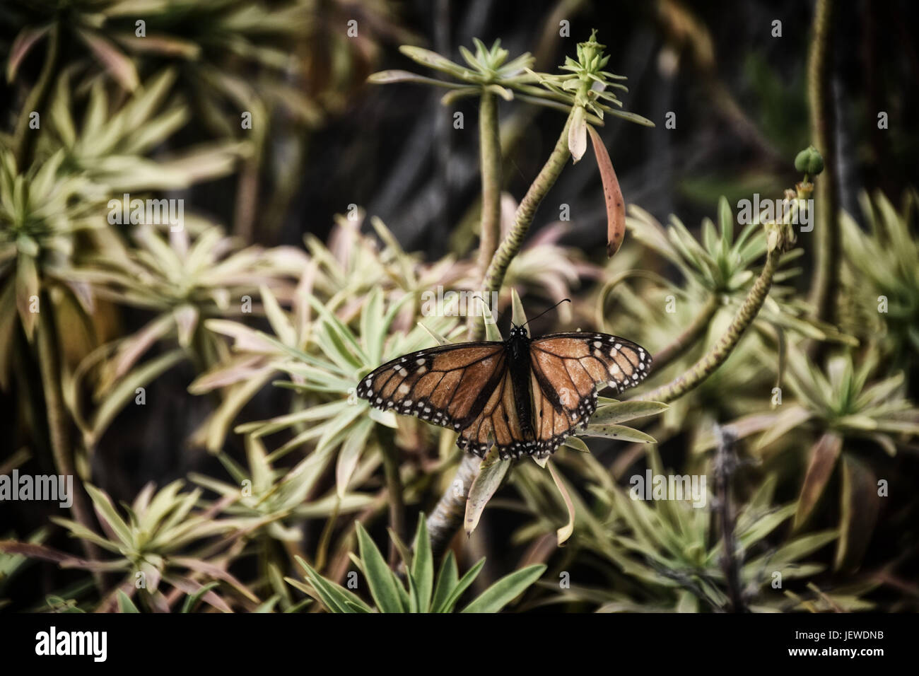 Grosse orange papillon monarque la collecte de nectar sur la végétation verte Banque D'Images