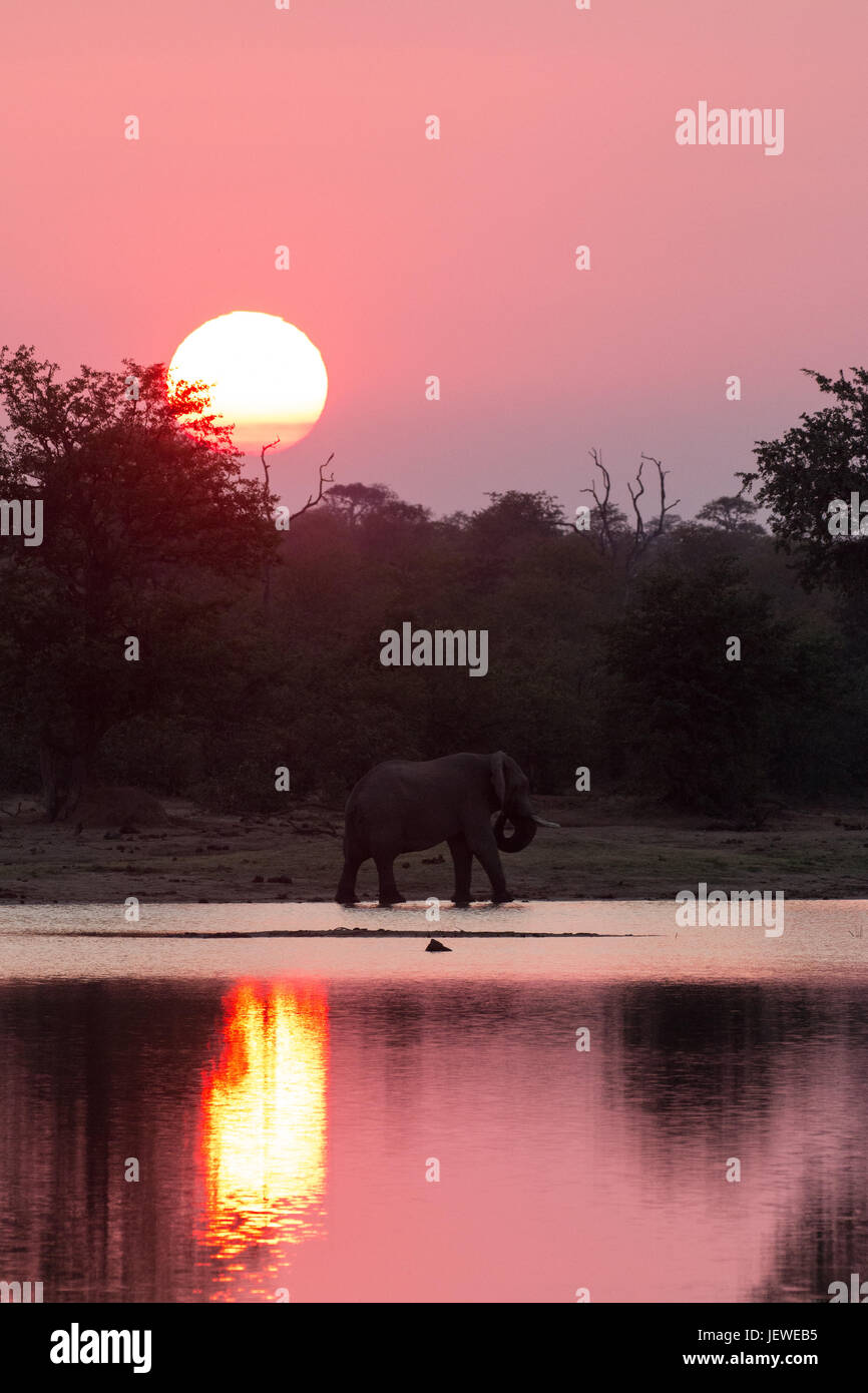 Un éléphant bull et le coucher du soleil reflétée dans le barrage de sable. Barrage de sable, Masquer, Kruger Park, Afrique du Sud. Banque D'Images