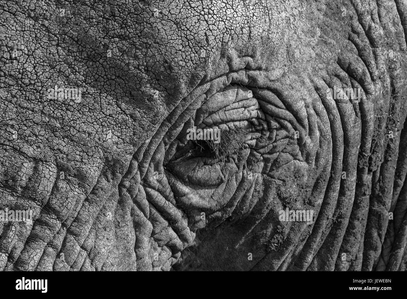 Une vue en gros plan sur un œil de l'éléphant. Près de Bangolo, Kruger Park, Afrique du Sud. Banque D'Images