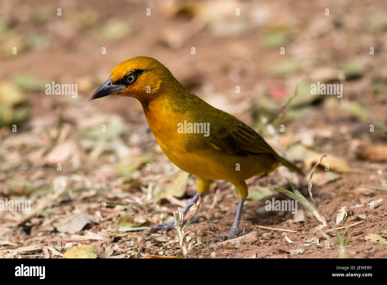 Weaver bird. Siwasamikhosikazi Site de pique-nique, Hluhluwe-Imfolozi Game Reserve, KwaZulu-Natal, Afrique du Sud. Banque D'Images