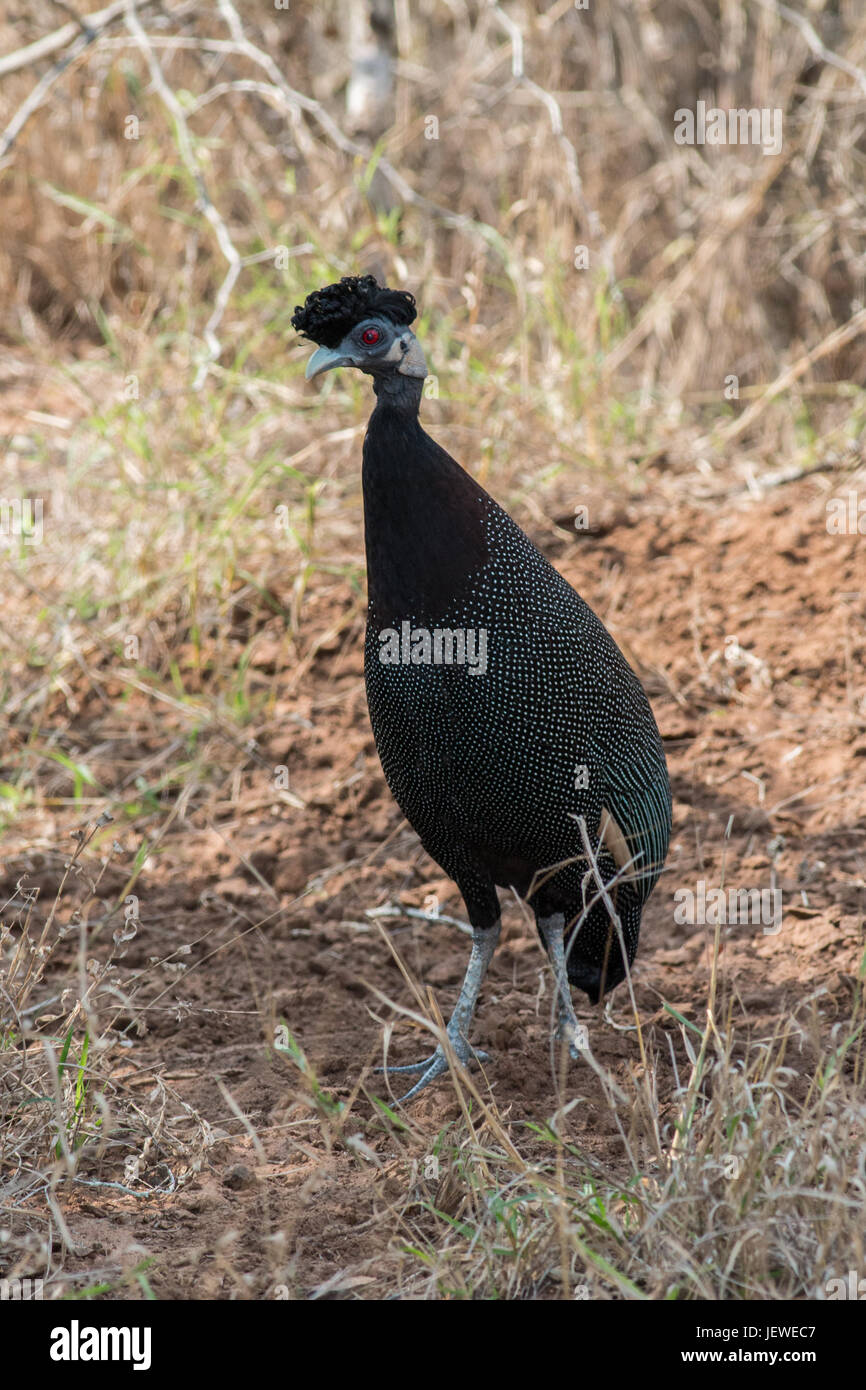 Pintade huppée, Mkhuze Game Reserve, Afrique du Sud Banque D'Images