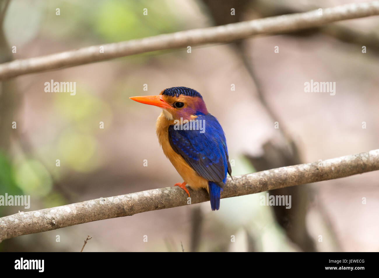 Kingfisher sur la perche. kuMahlahla cacher, Mkhuze Game Reserve, Afrique du Sud. Banque D'Images