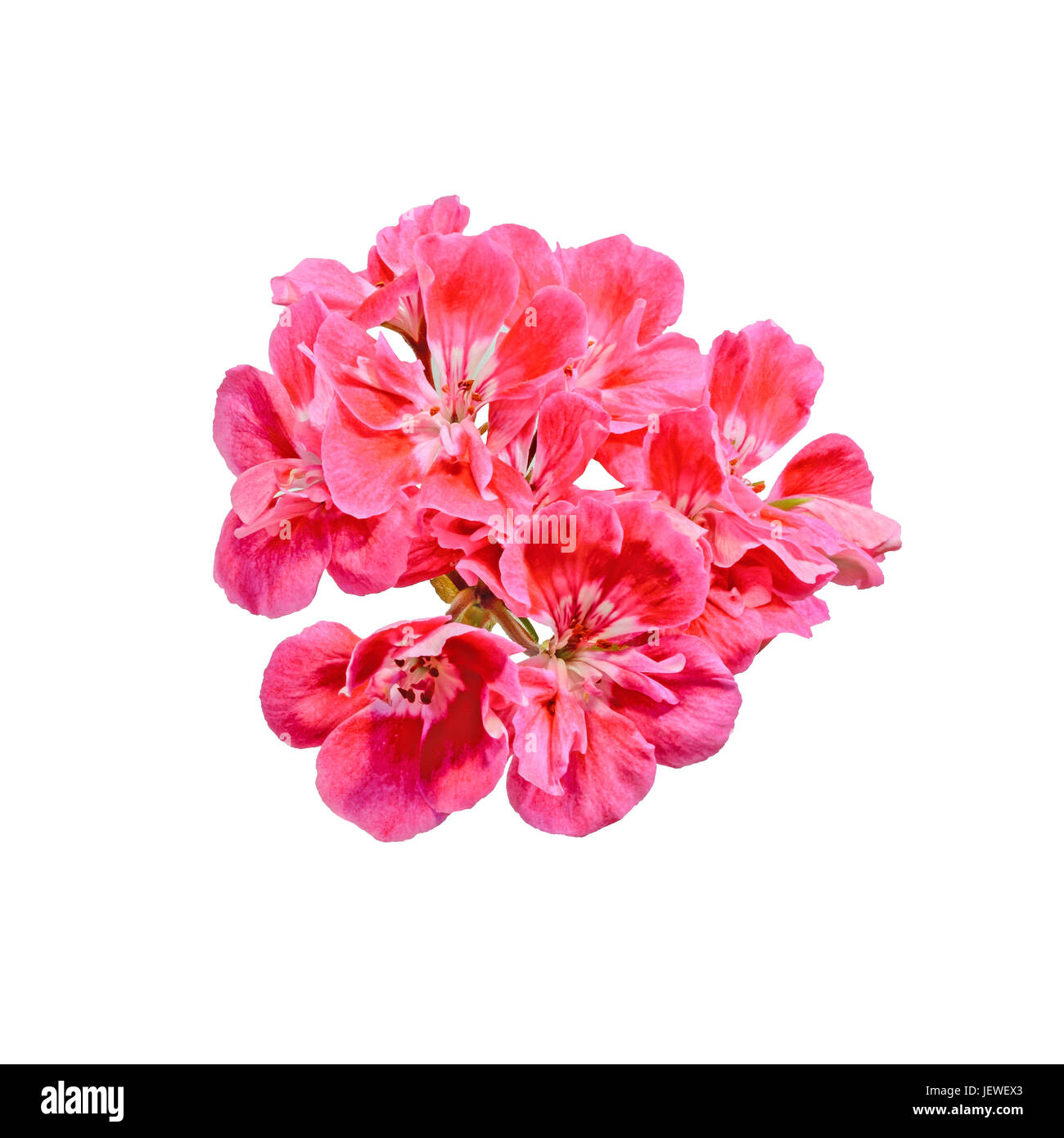 Pélargonium rouge fleurs, Géraniums, Close up, fond blanc. Banque D'Images