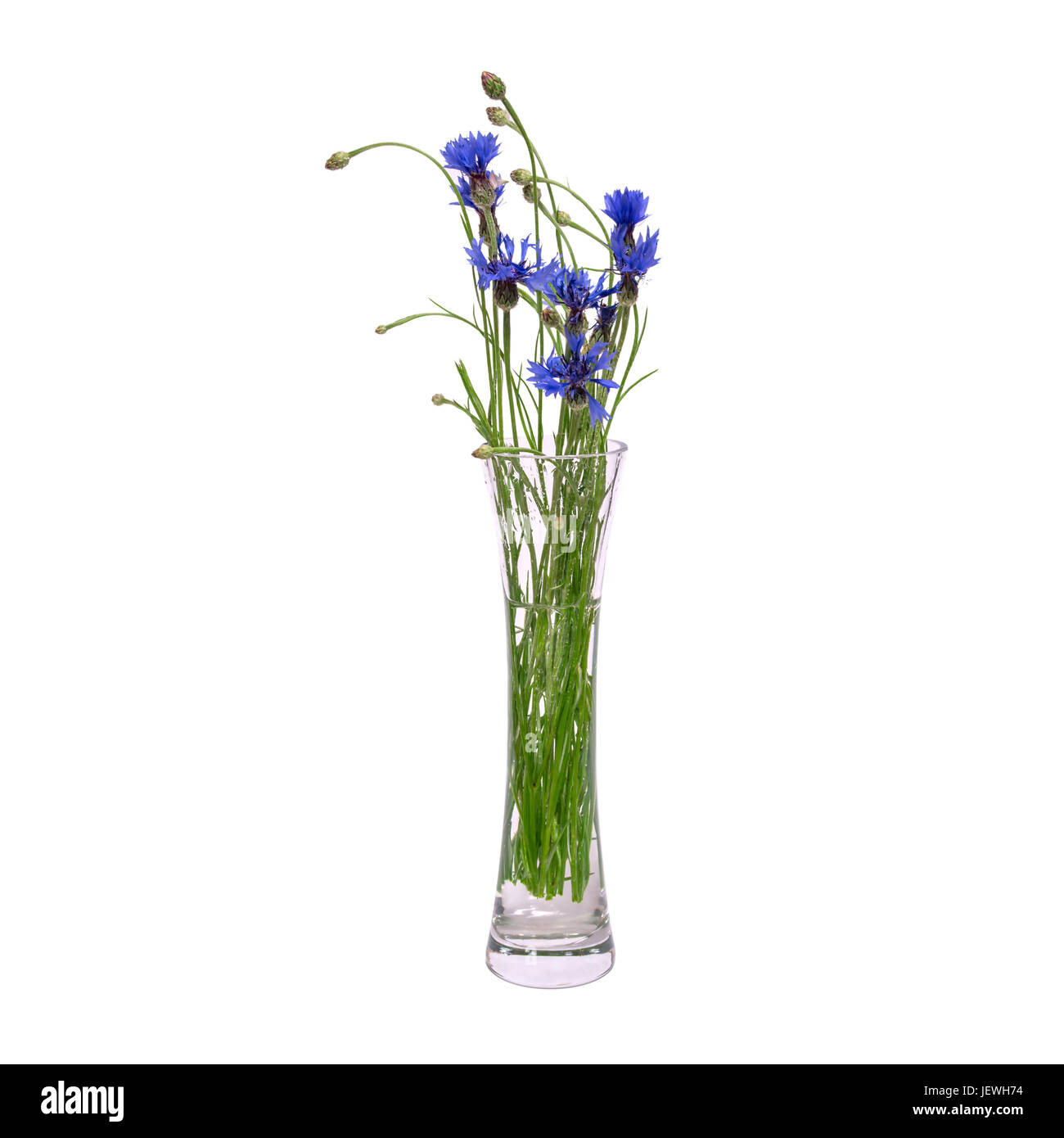 Un bouquet de fleurs de printemps bleu dans un vase transparent en verre est isolé sur fond blanc Banque D'Images