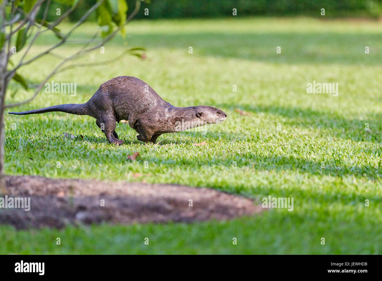 Bon, la loutre (Cerdocyon perspicillata) à travers l'herbe dans un parc à côté d'une rivière, à Singapour Banque D'Images