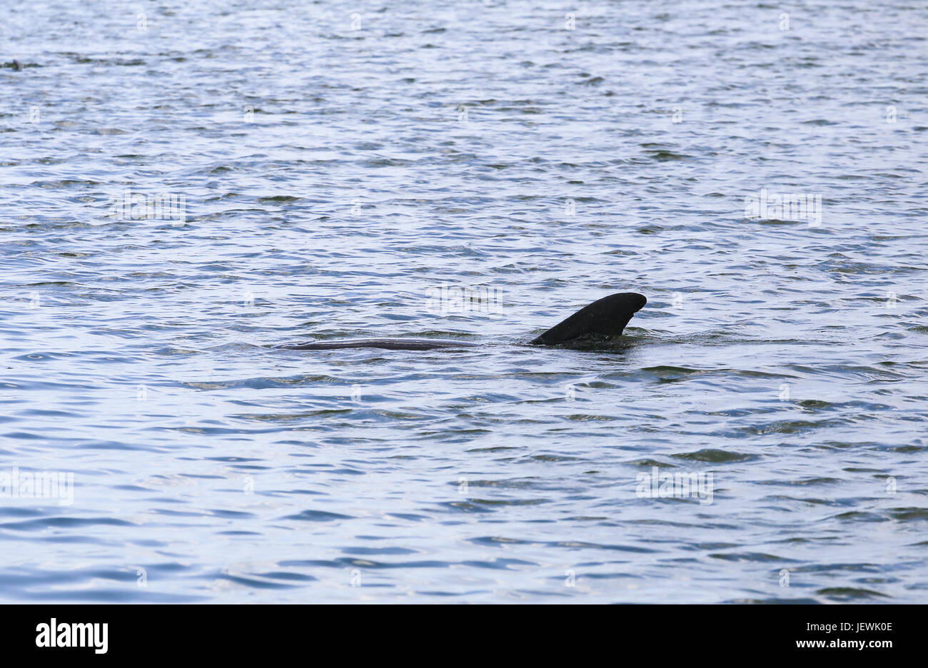 Évent et sa nageoire dorsale Banque D'Images