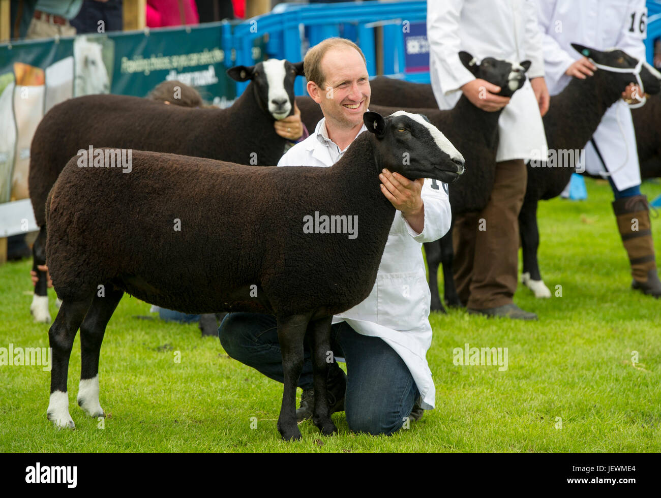 Zwartbles moutons dans la bague de juger au Royal Highland Show, Ingliston, Édimbourg. Banque D'Images