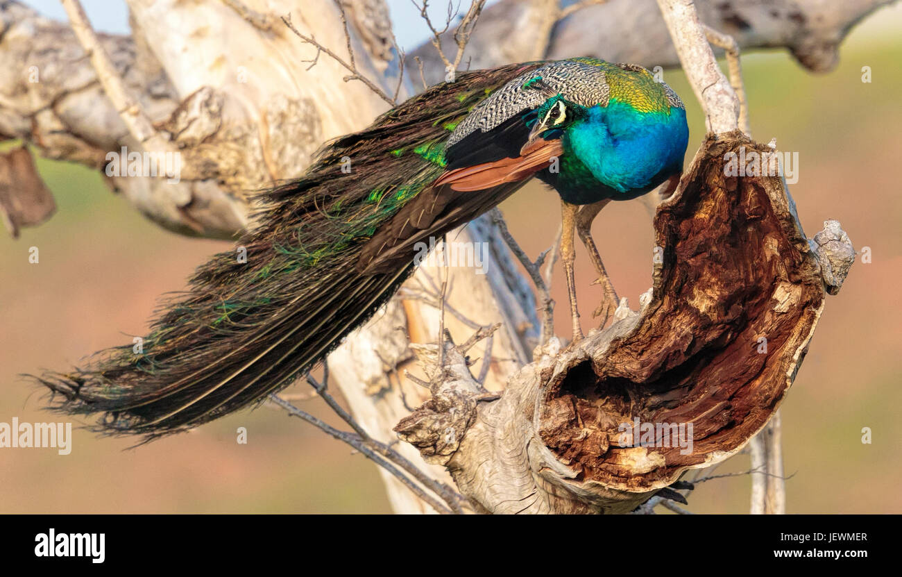 Un mâle paon (Pavo cristatus) perchées dans un arbre - Parc national de Yala - Sri Lanka Banque D'Images