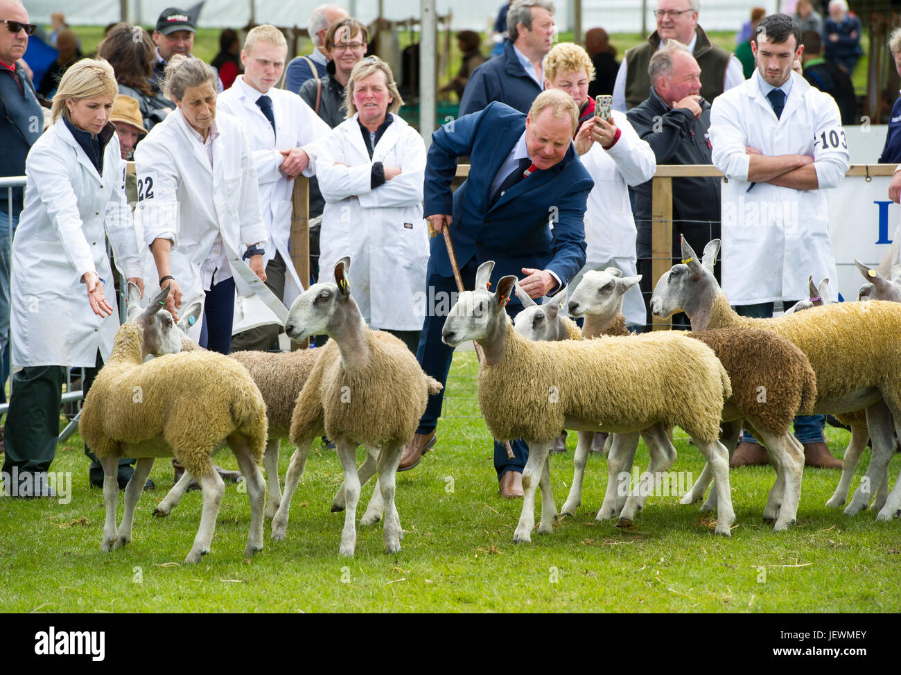 Les moutons à en juger au Royal Highland Show, Ingliston, Édimbourg. Banque D'Images