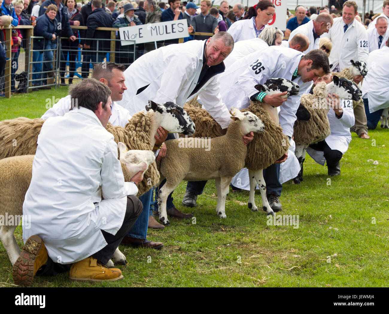 Les moutons à en juger au Royal Highland Show, Ingliston, Édimbourg. Banque D'Images