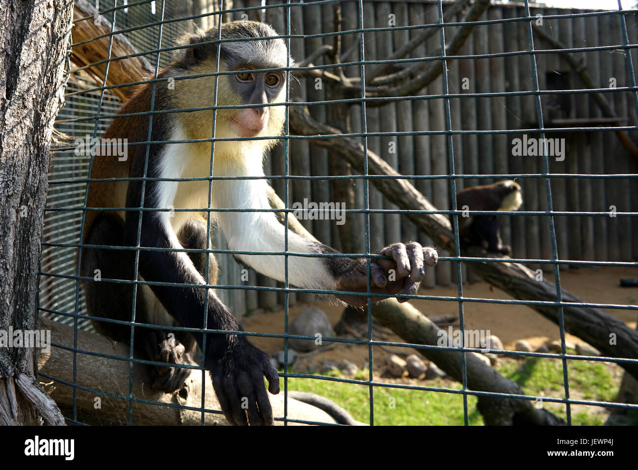 Singe emprisonné dans un zoo Banque D'Images