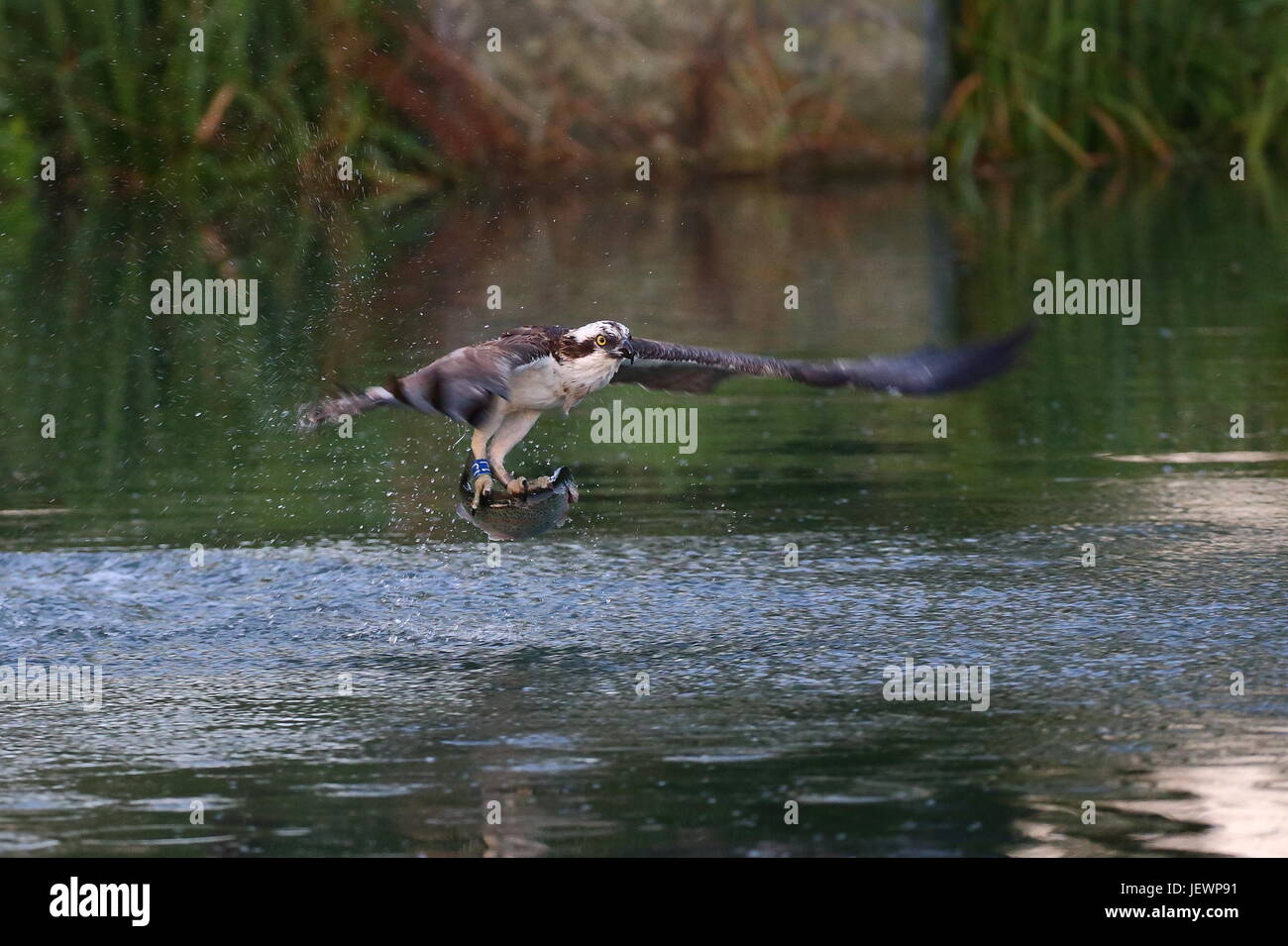 Osprey avec fontaine Banque D'Images