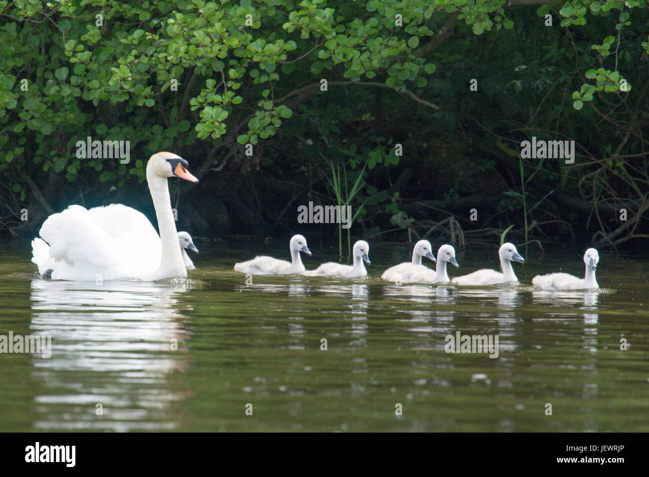 Cygne muet, Cygnus olor, avec sept bébés, cygnets, natation en ligne sur la rivière Ant, Norfolk, Royaume-Uni. De juin. Banque D'Images