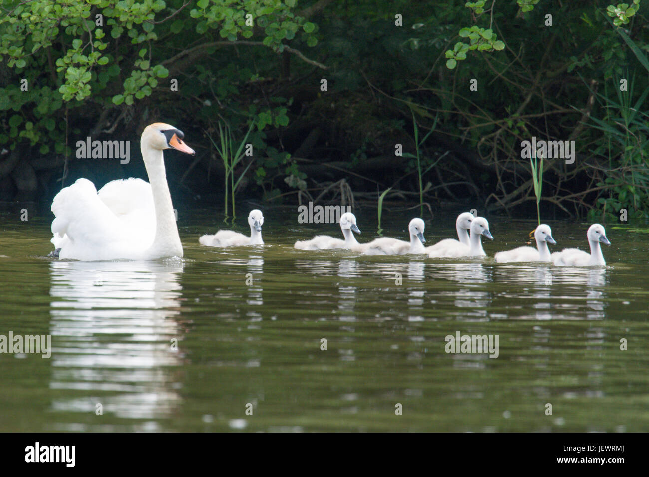 Cygne muet, Cygnus olor, avec sept bébés, cygnets, natation en ligne sur la rivière Ant, Norfolk, Royaume-Uni. De juin. Banque D'Images