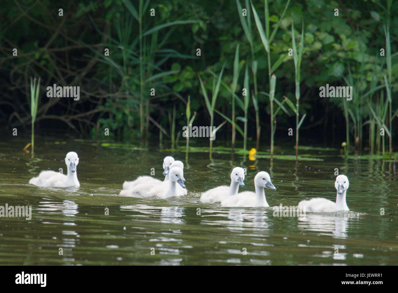 Cygnets cygne muet, Cygnus olor, sur la rivière Ant, Norfolk, Royaume-Uni. Juin Banque D'Images