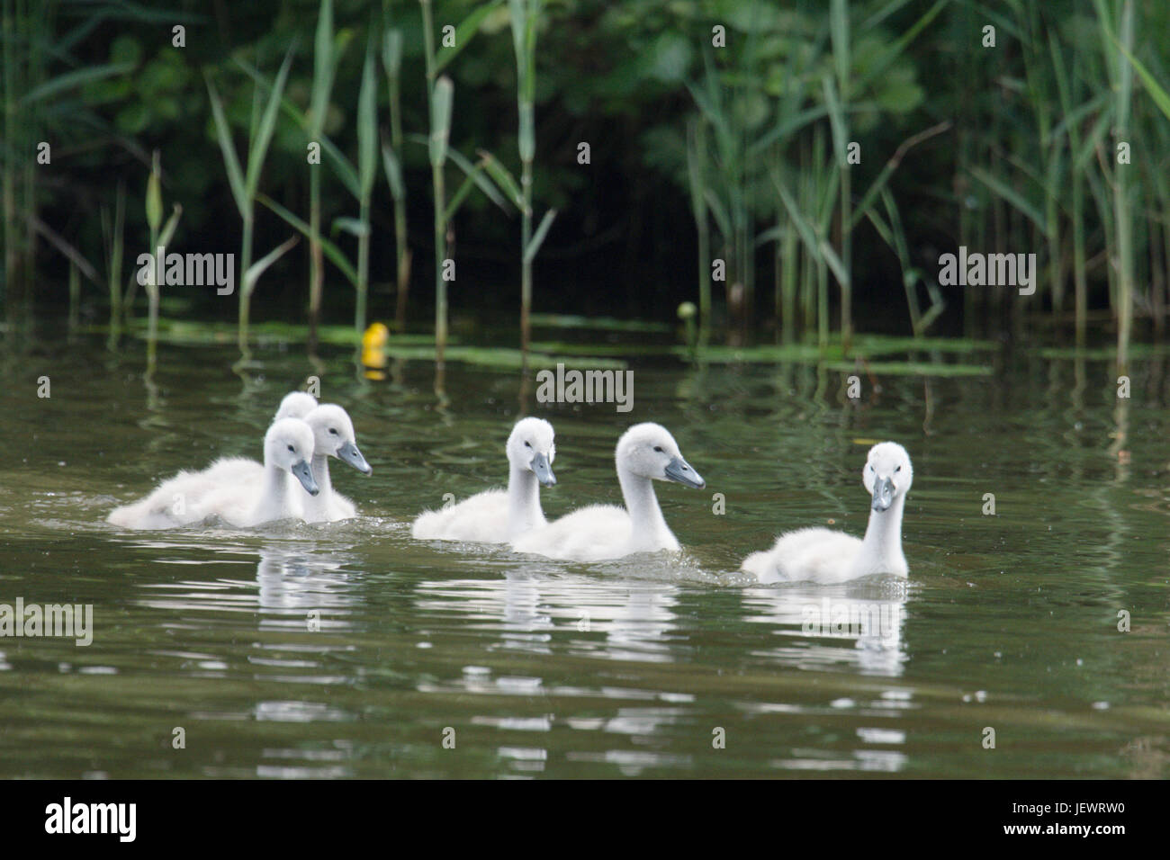 Cygnets cygne muet, Cygnus olor, sur la rivière Ant, Norfolk, Royaume-Uni. Juin Banque D'Images