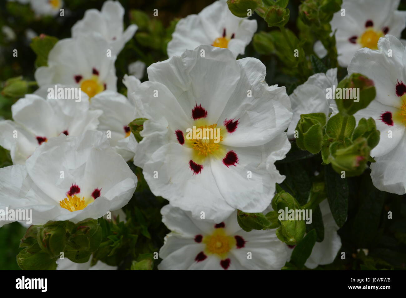 Close up of blanc rouge et jaune fleur de jardin rock rose ciste en fleur Banque D'Images