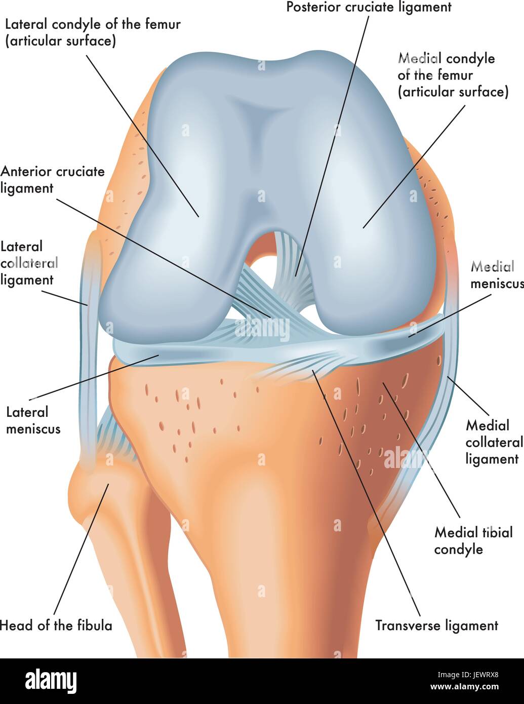 Ligament Transverse Du Genou Banque D images Vectorielles Alamy ligament-transverse-du-genou-banque-d-images-vectorielles-alamy