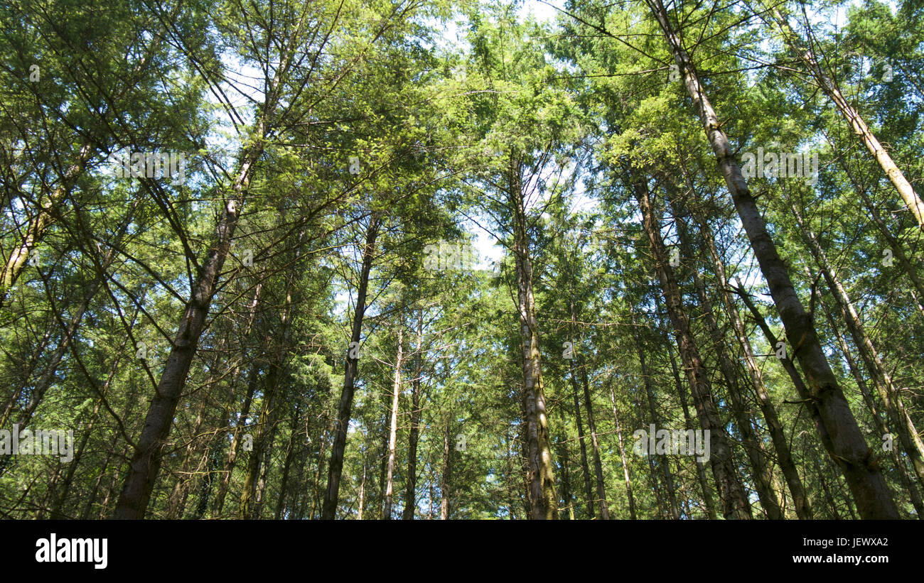 L'été dans les bois, UK Banque D'Images